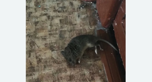 Дезинфекция от мышей в Лефортово города Москвы